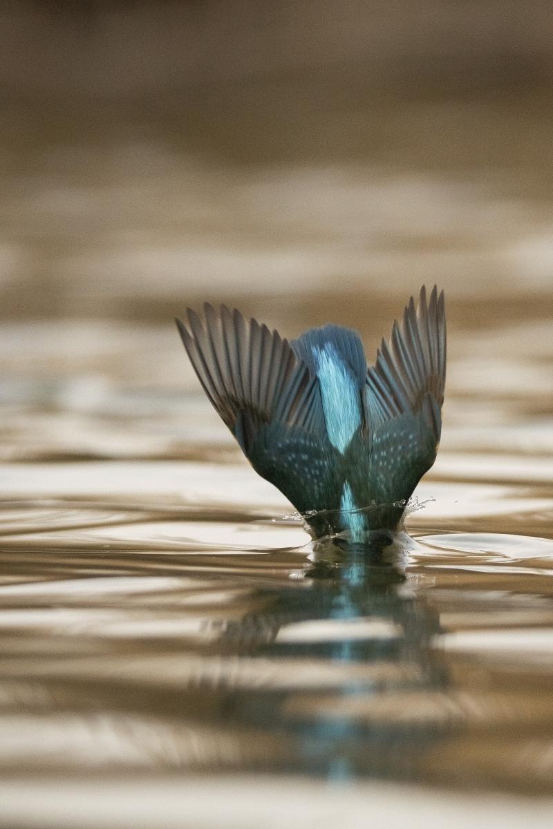 Kalmár Lajos Gábor