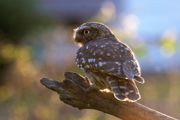 Virágok közt,ellenfényben 