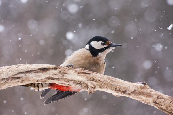 Márciusi hóesésben...