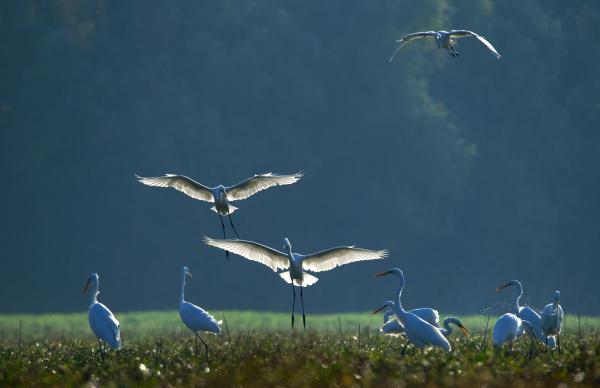 Kócsagok egymás között
