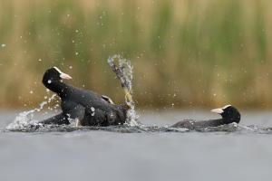 Az utolsó csapás Az utolsó csapás