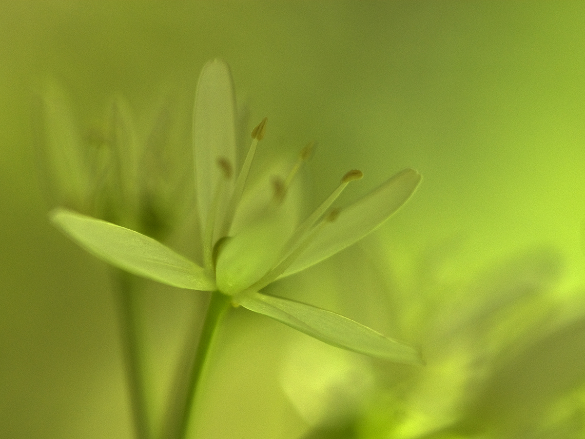 Násfayné Kőházi Mária