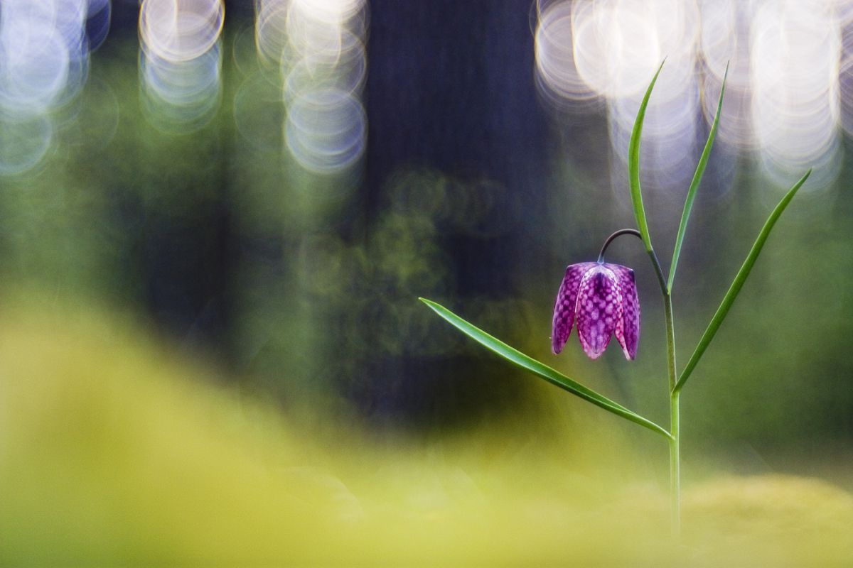 Sándor-Tóth Zsuzsanna