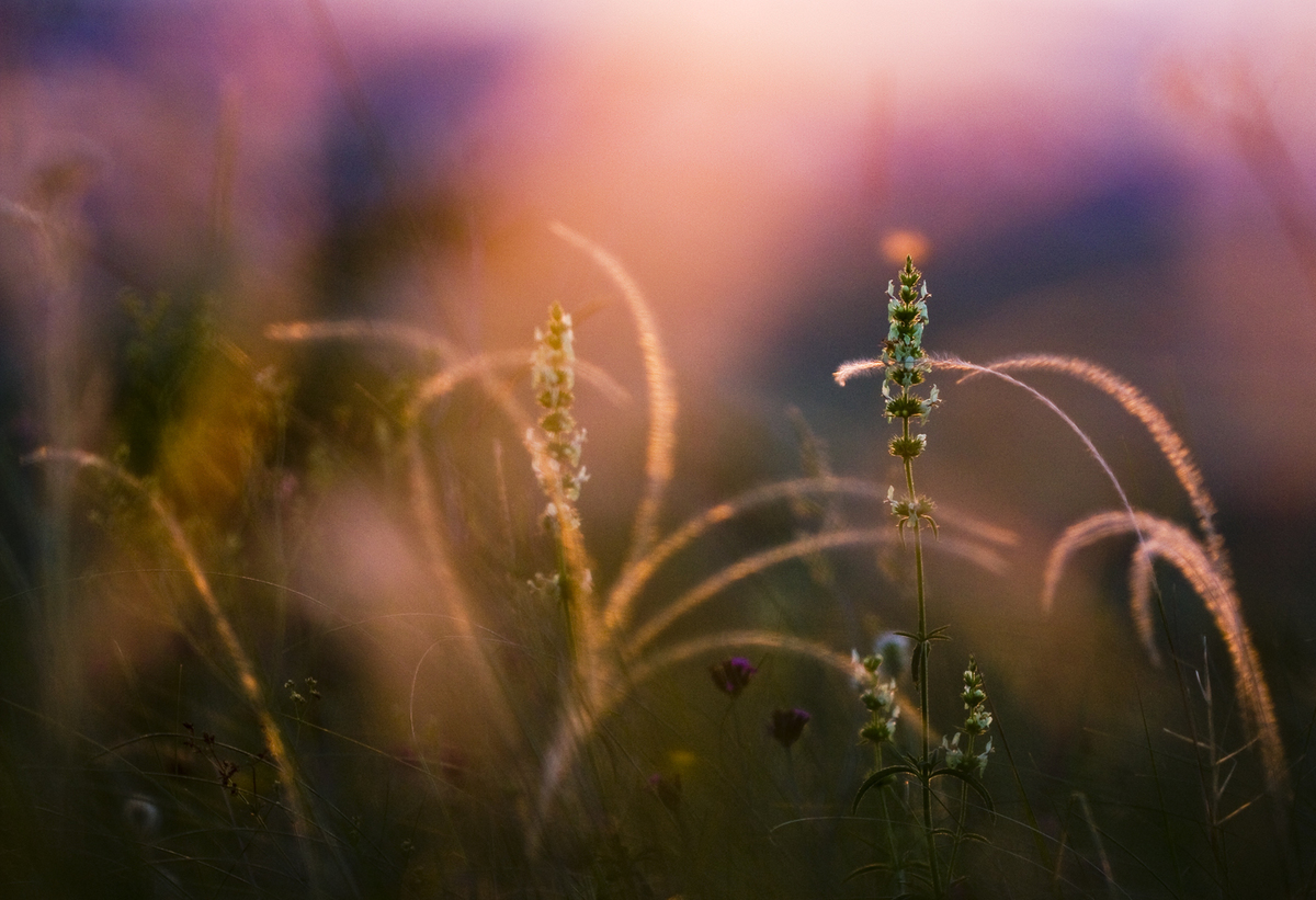 Sándor-Tóth Zsuzsanna