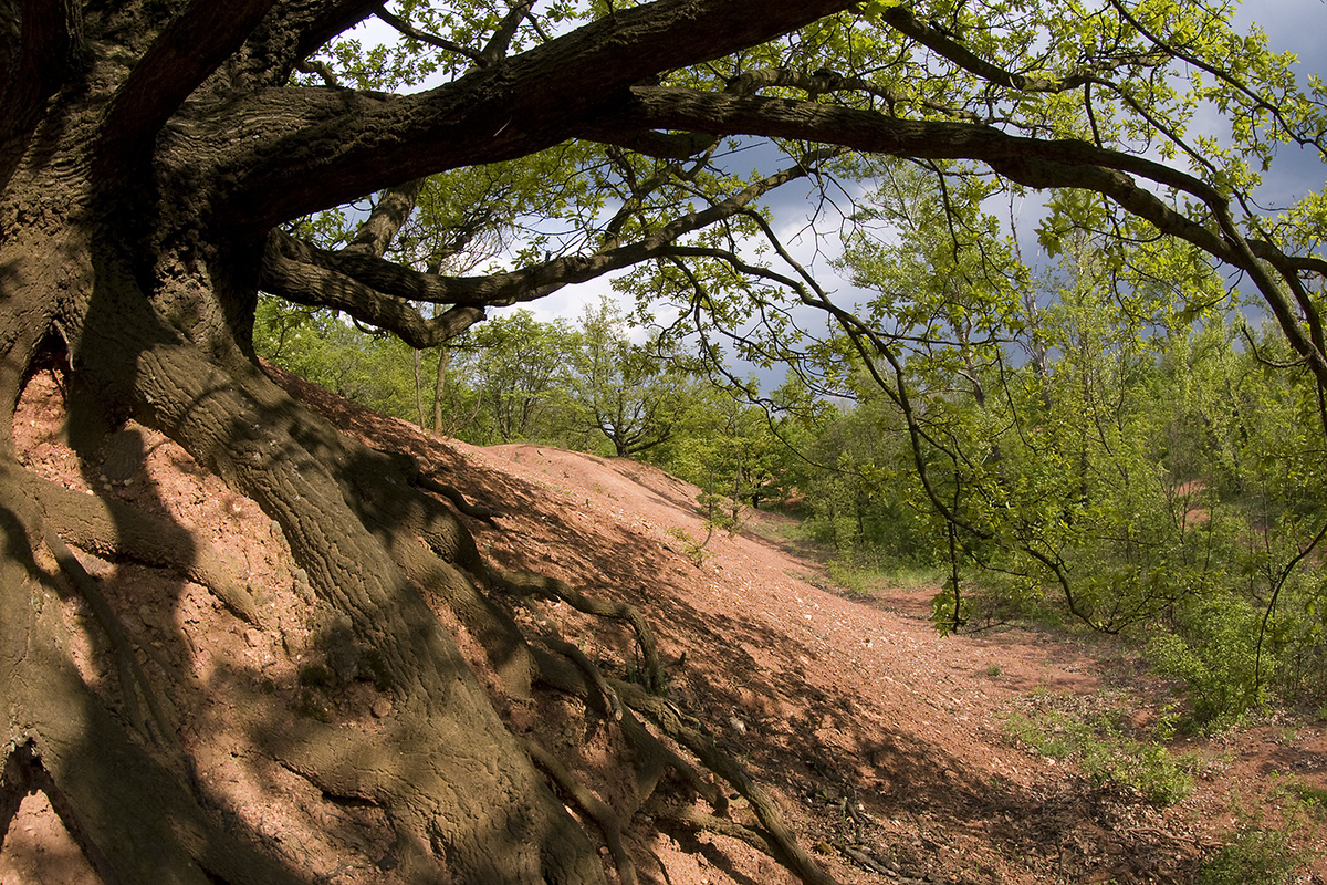 Násfayné Kőházi Mária