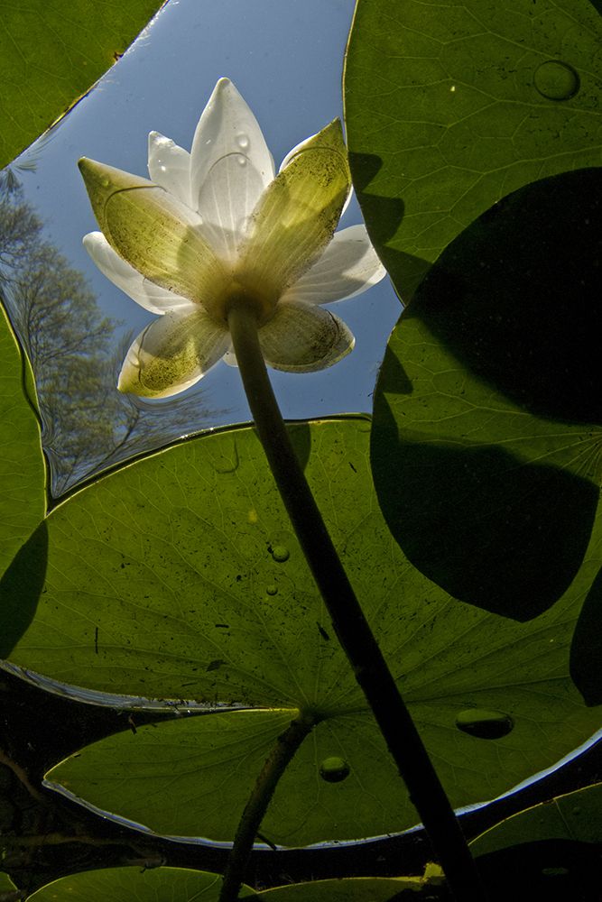 Násfayné Kőházi Mária