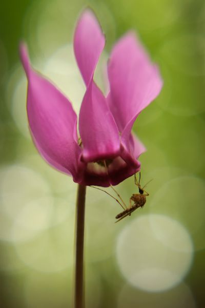 Szépség és a Szörnyeteg