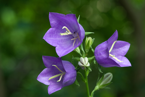 Campanula persicifolia