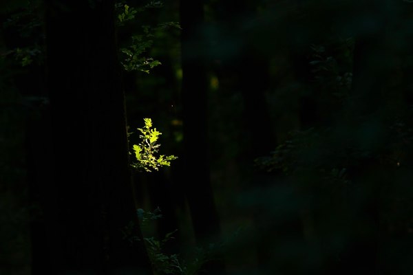 Beszűrődő fényben