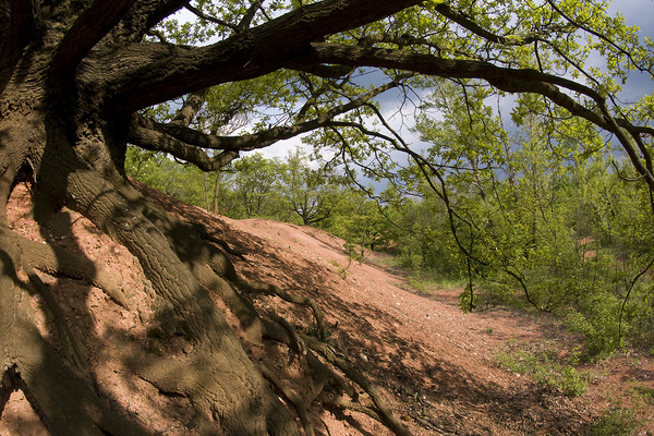 Élet a meddőhányón