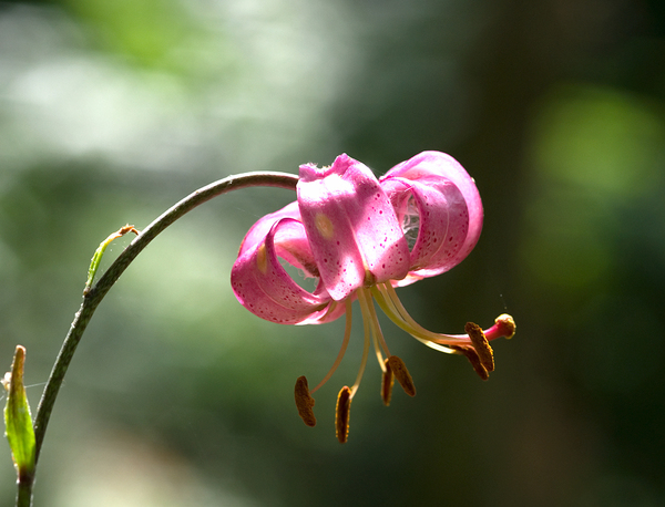 Lilium martagon