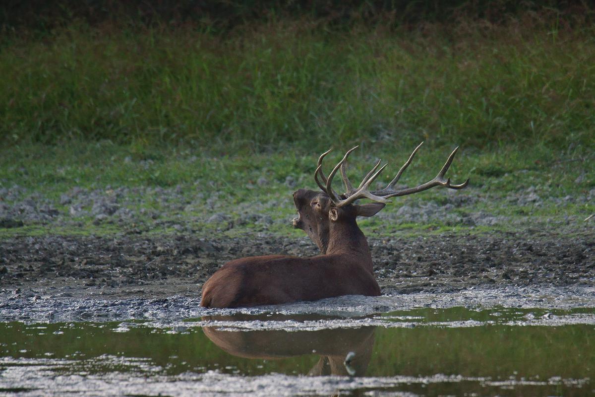 Kalmár Lajos Gábor