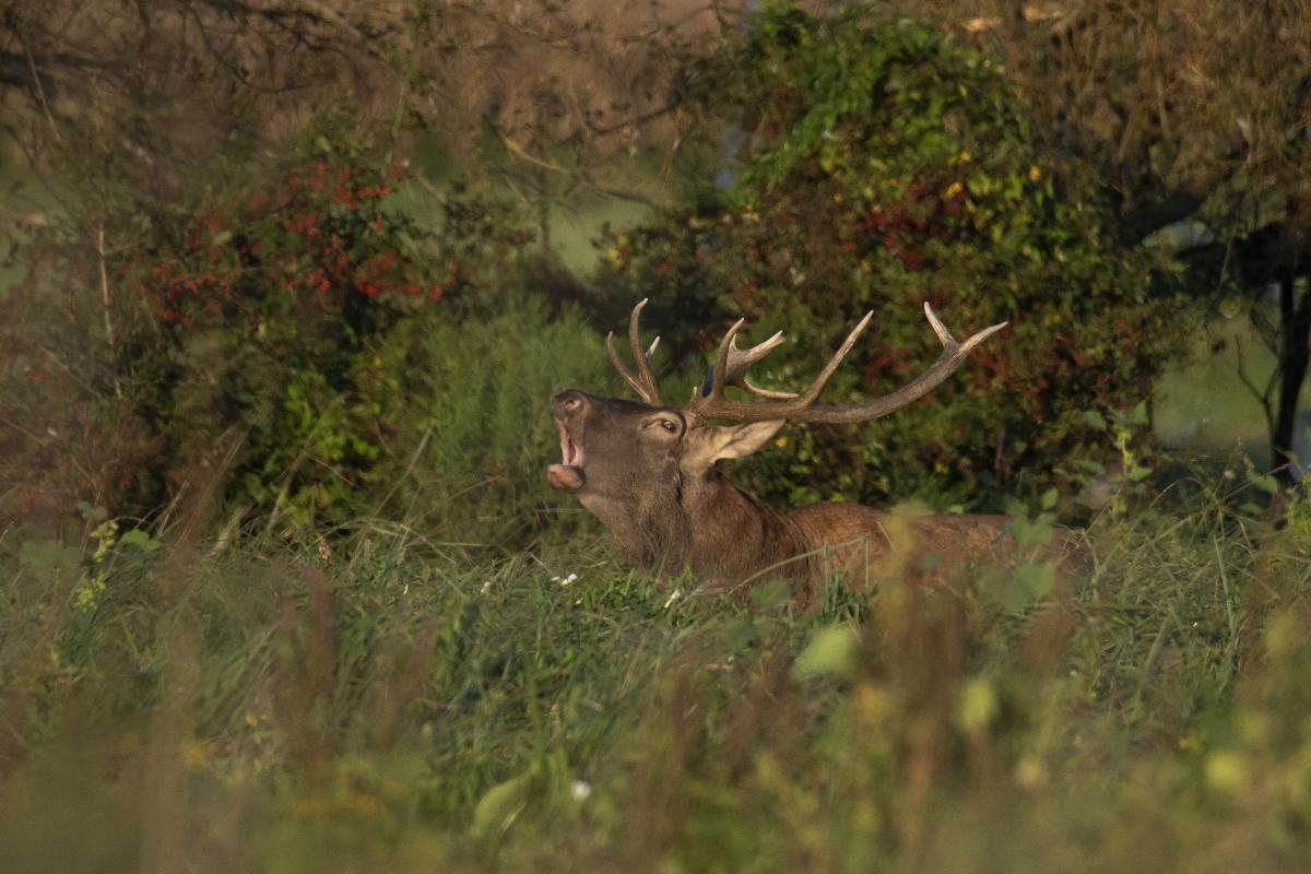 Kalmár Lajos Gábor