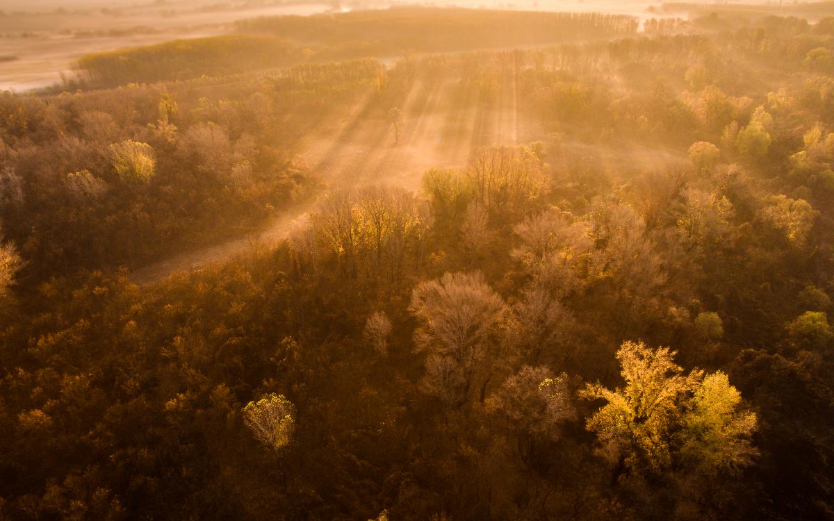 Koncz-Bisztricz Tamás