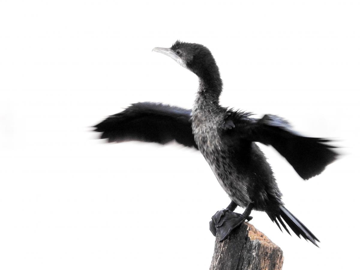 Koncz-Bisztricz Tamás