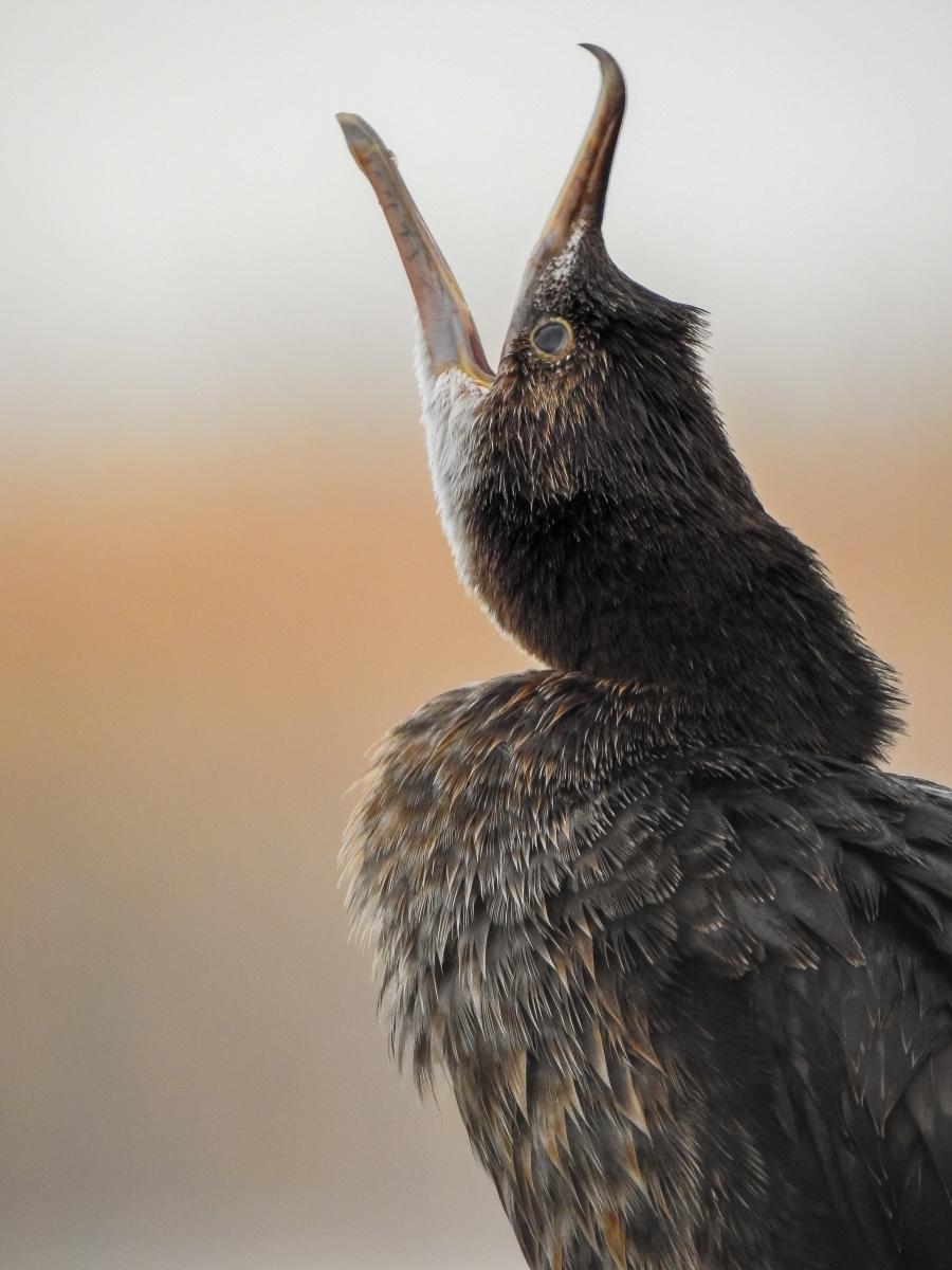 Koncz-Bisztricz Tamás