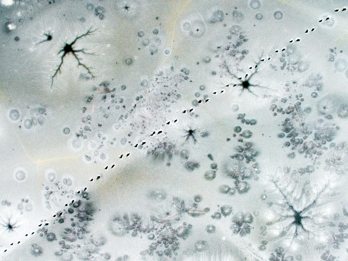 Koncz-Bisztricz Tamás