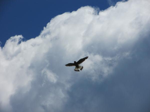 Szállj, szállj madár