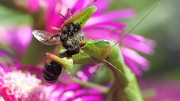 Végzetes találkozás