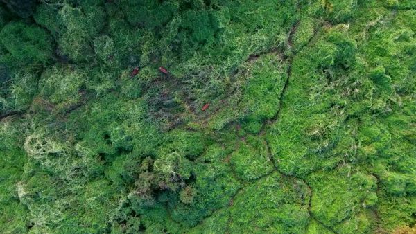 Legelésző szarvasok