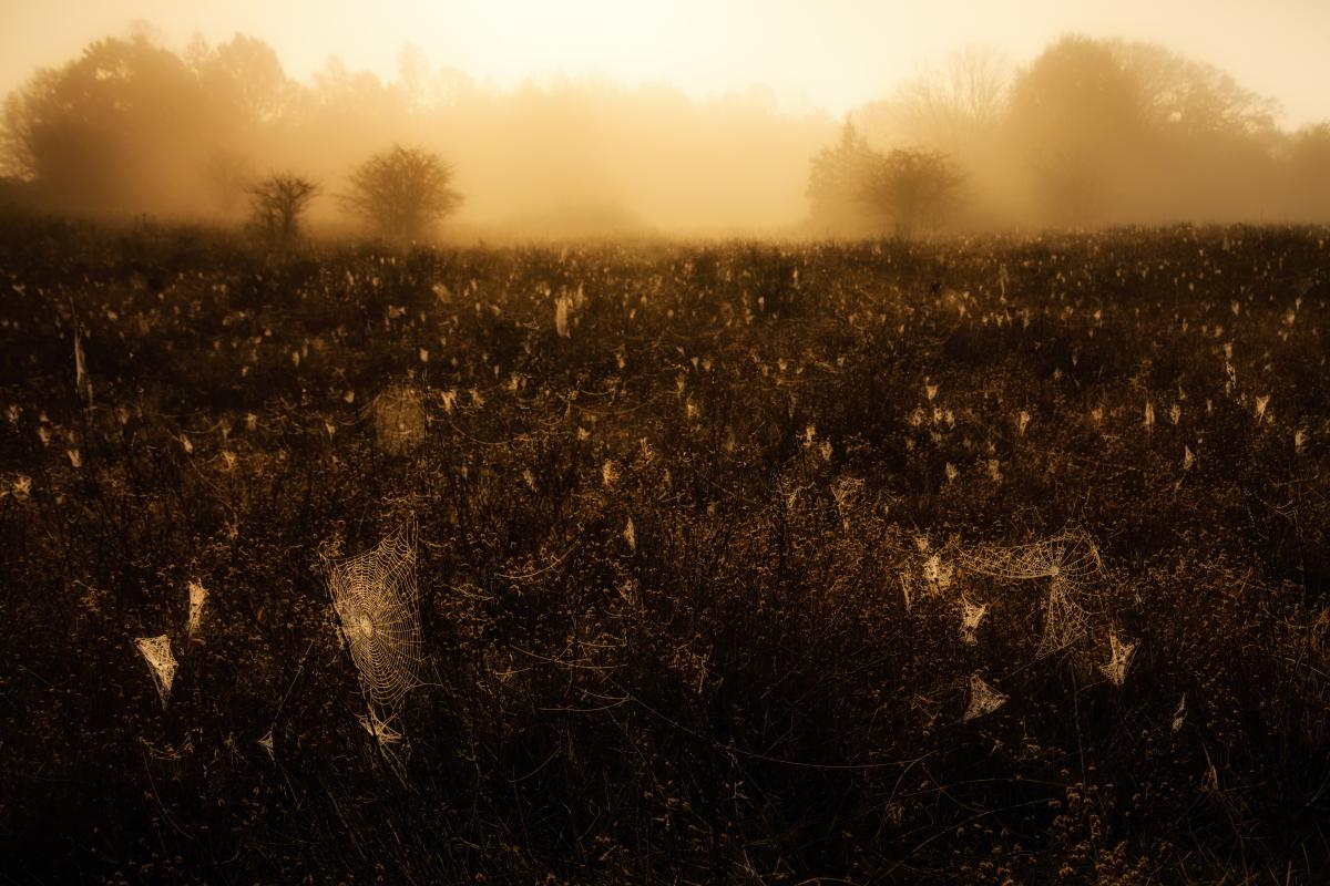 Szakolczai Krisztina