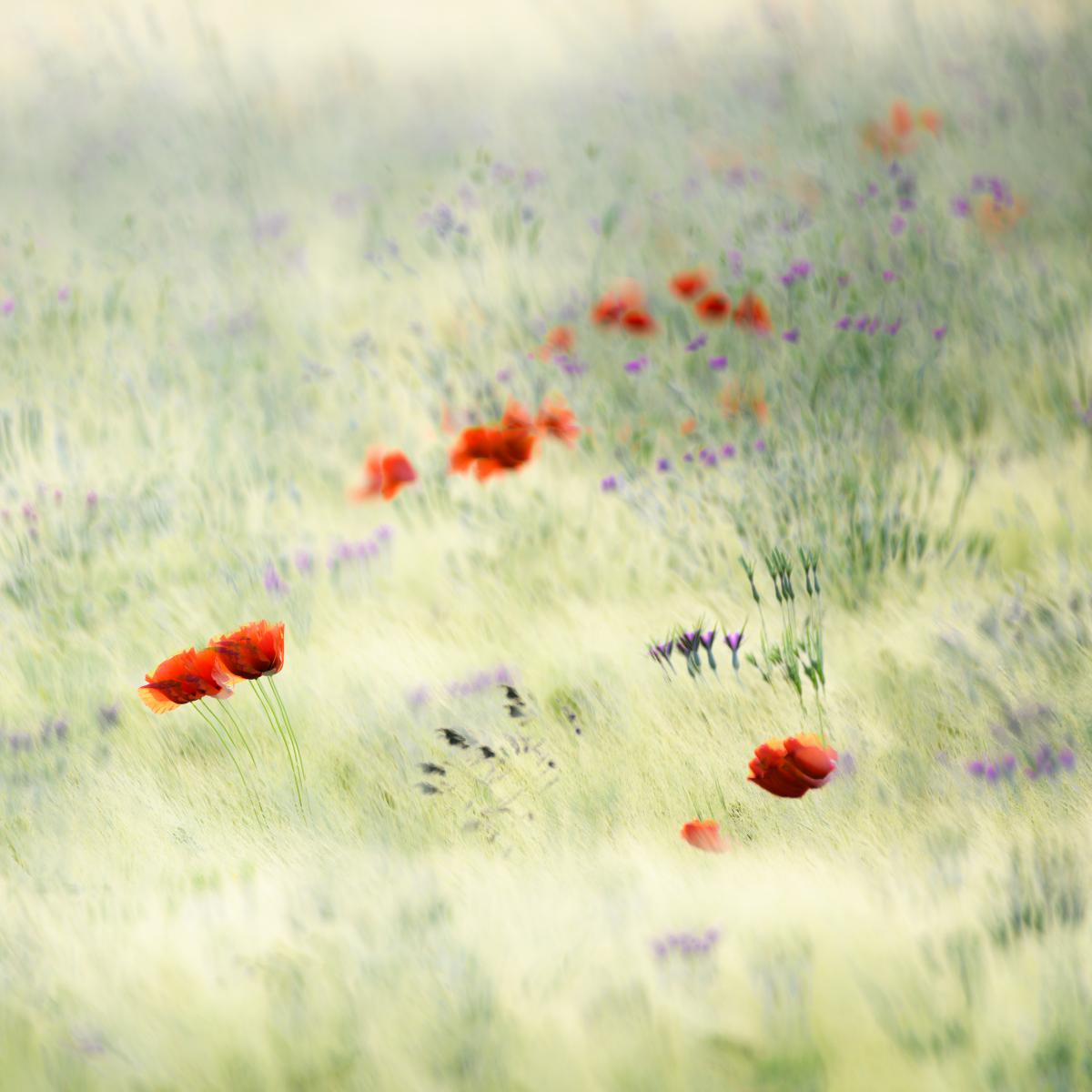 Szakolczai Krisztina