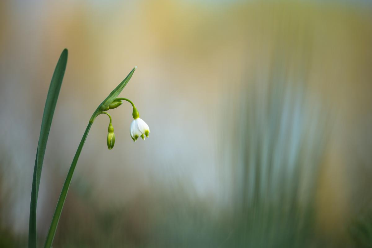 Darányiné Bakos Éva