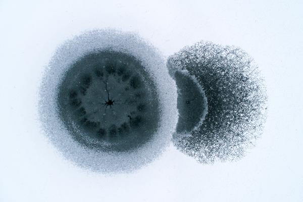 Sejtosztódás a jégen