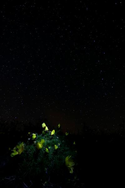 Göncöl illatú állom