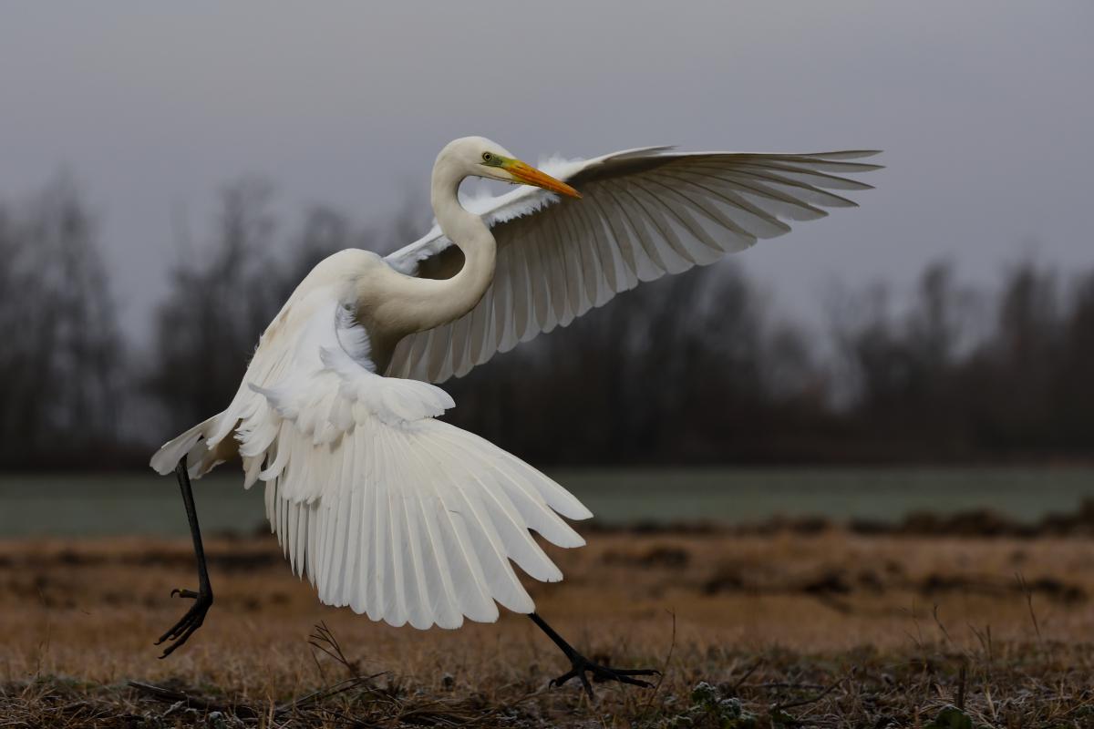 Násfayné Kőházi Mária