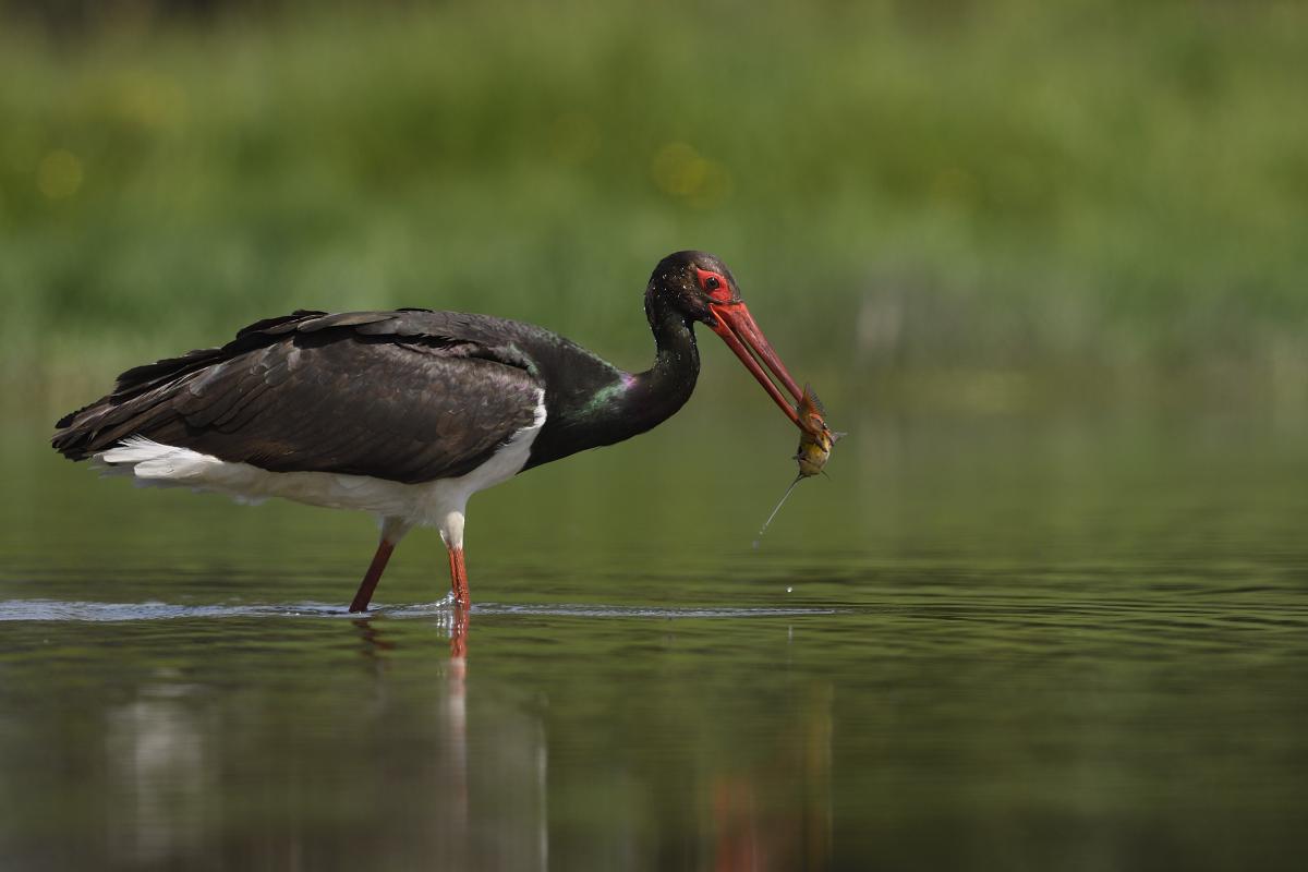 Násfayné Kőházi Mária
