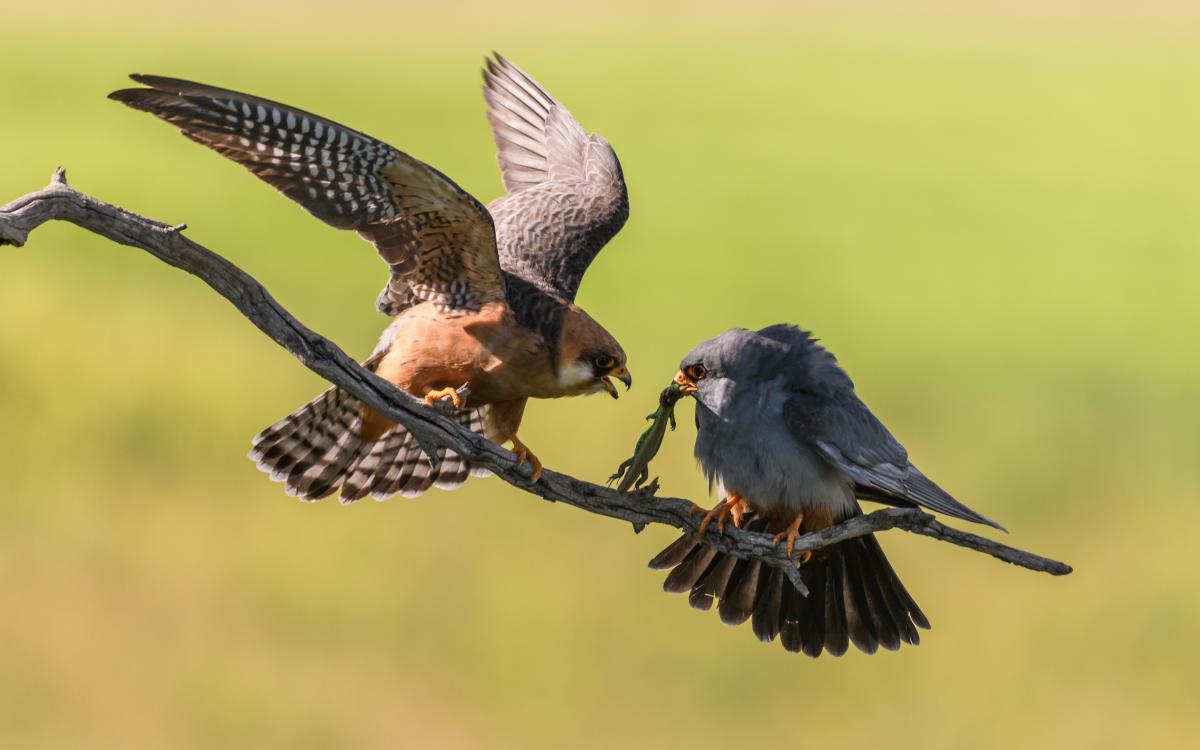Szakolczai Krisztina