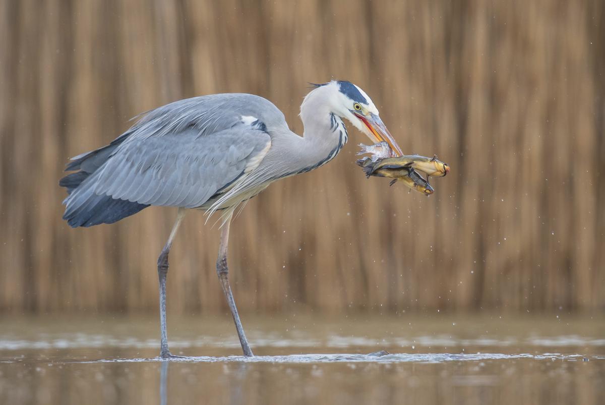 Gaál Zoltán Péter