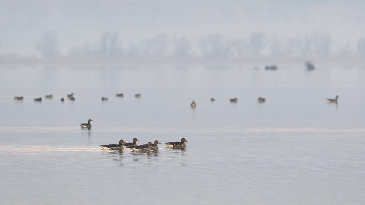 Násfayné Kőházi Mária