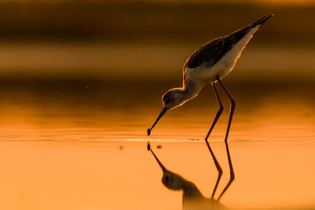 Szakolczai Krisztina