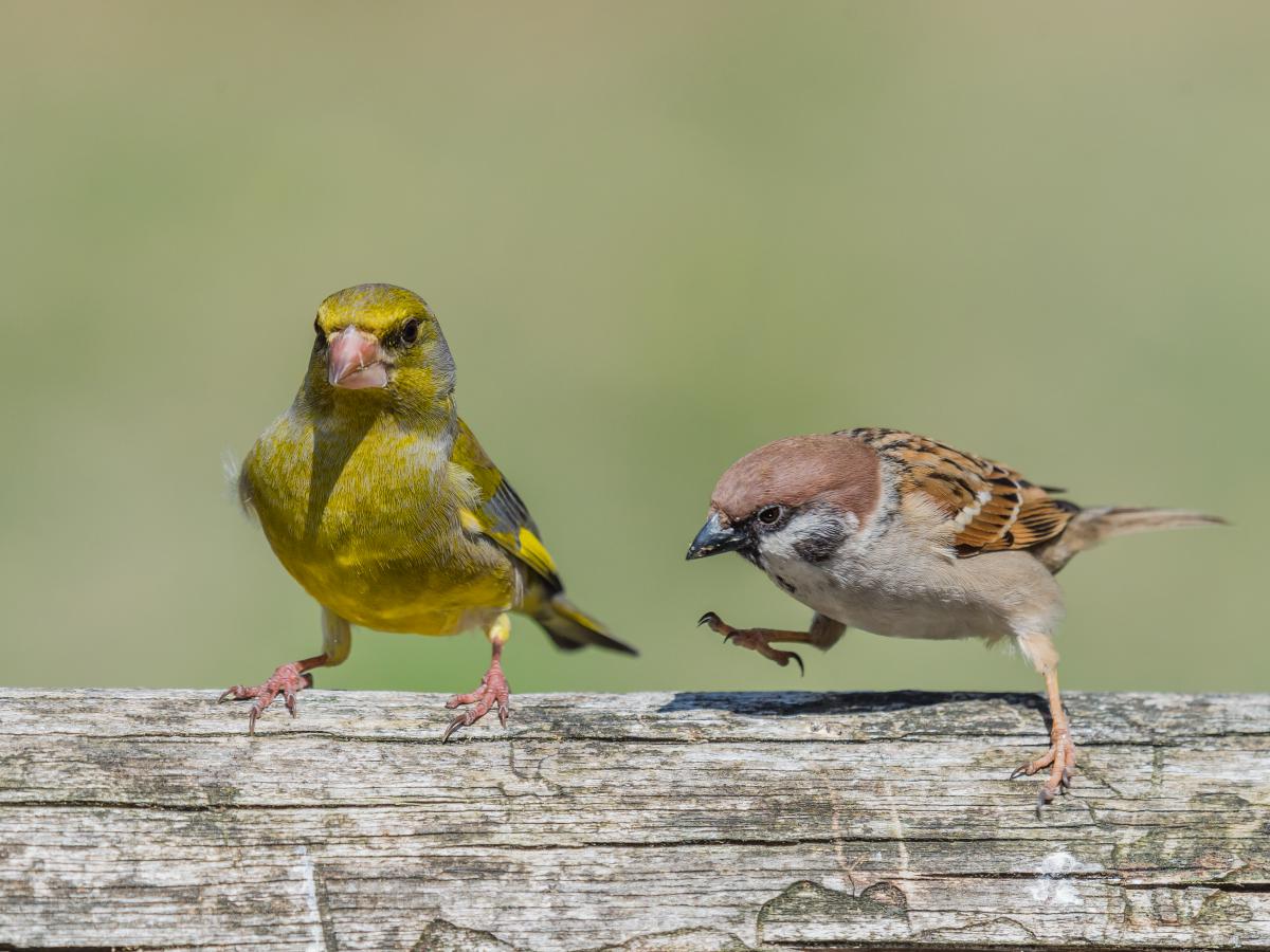 Gaál Zoltán Péter