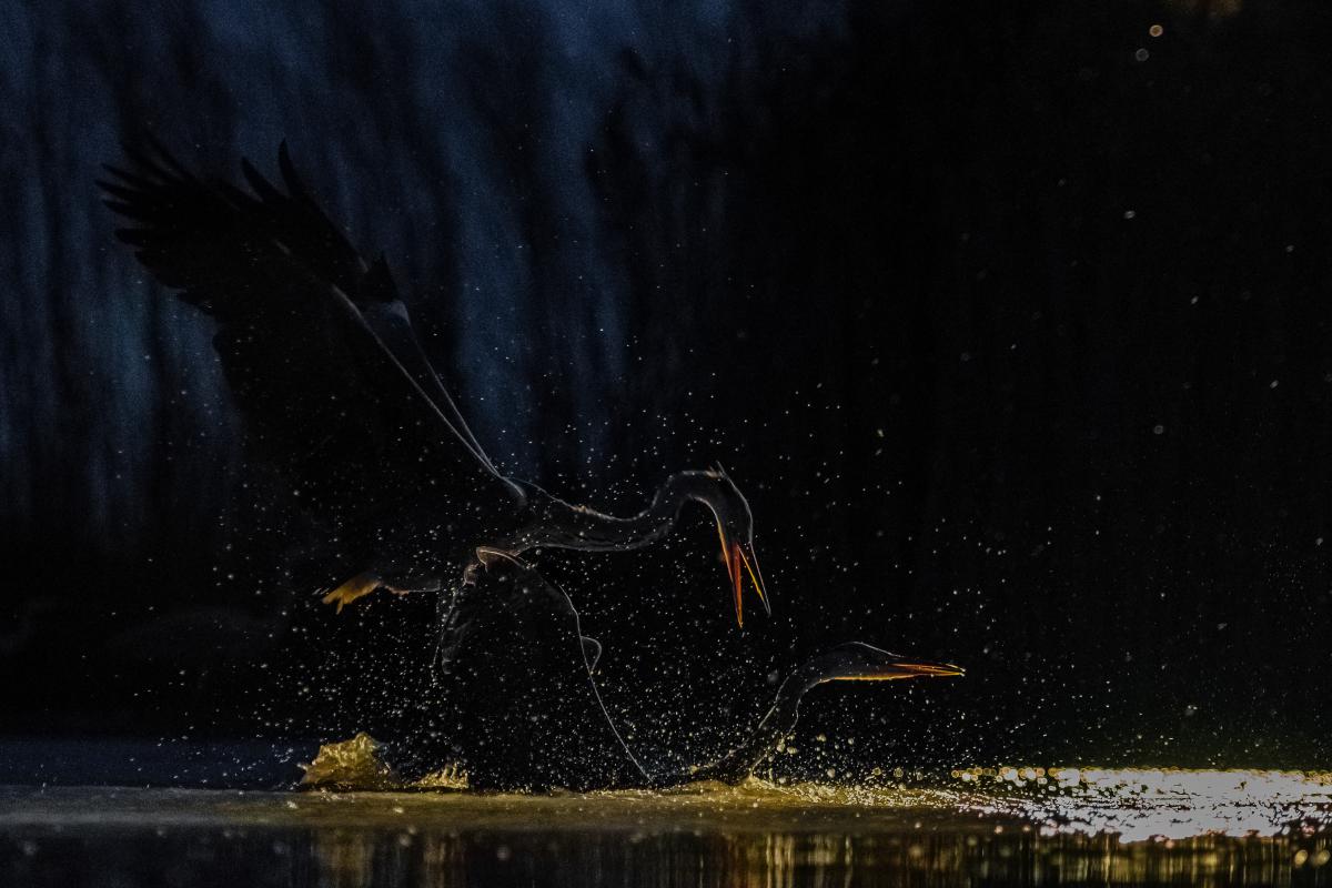 Gaál Zoltán Péter