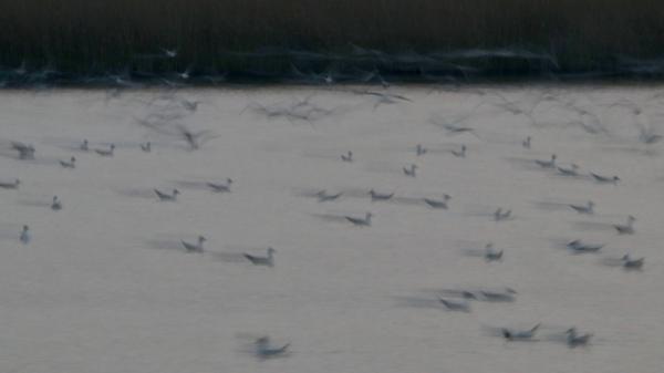 Néhány szárny még suhan