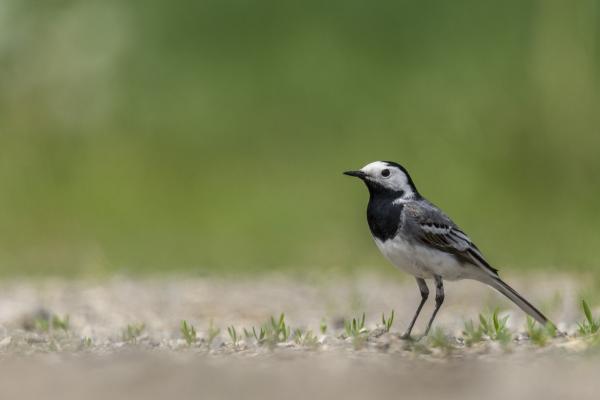 &quot;Fekete-fehér&quot;