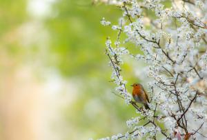 Tavaszi ének Tavaszi ének