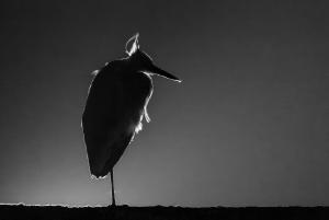 Meenő manó Meenő manó