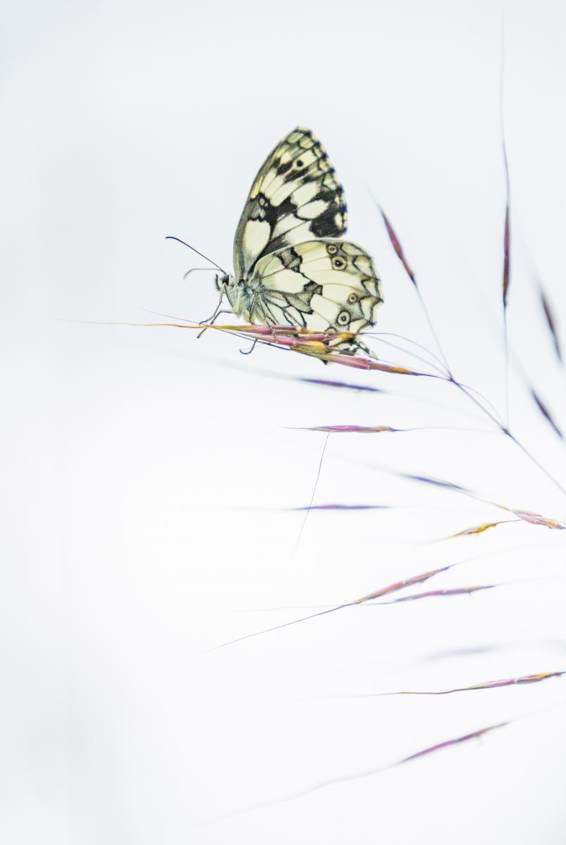 Gaál Zoltán Péter