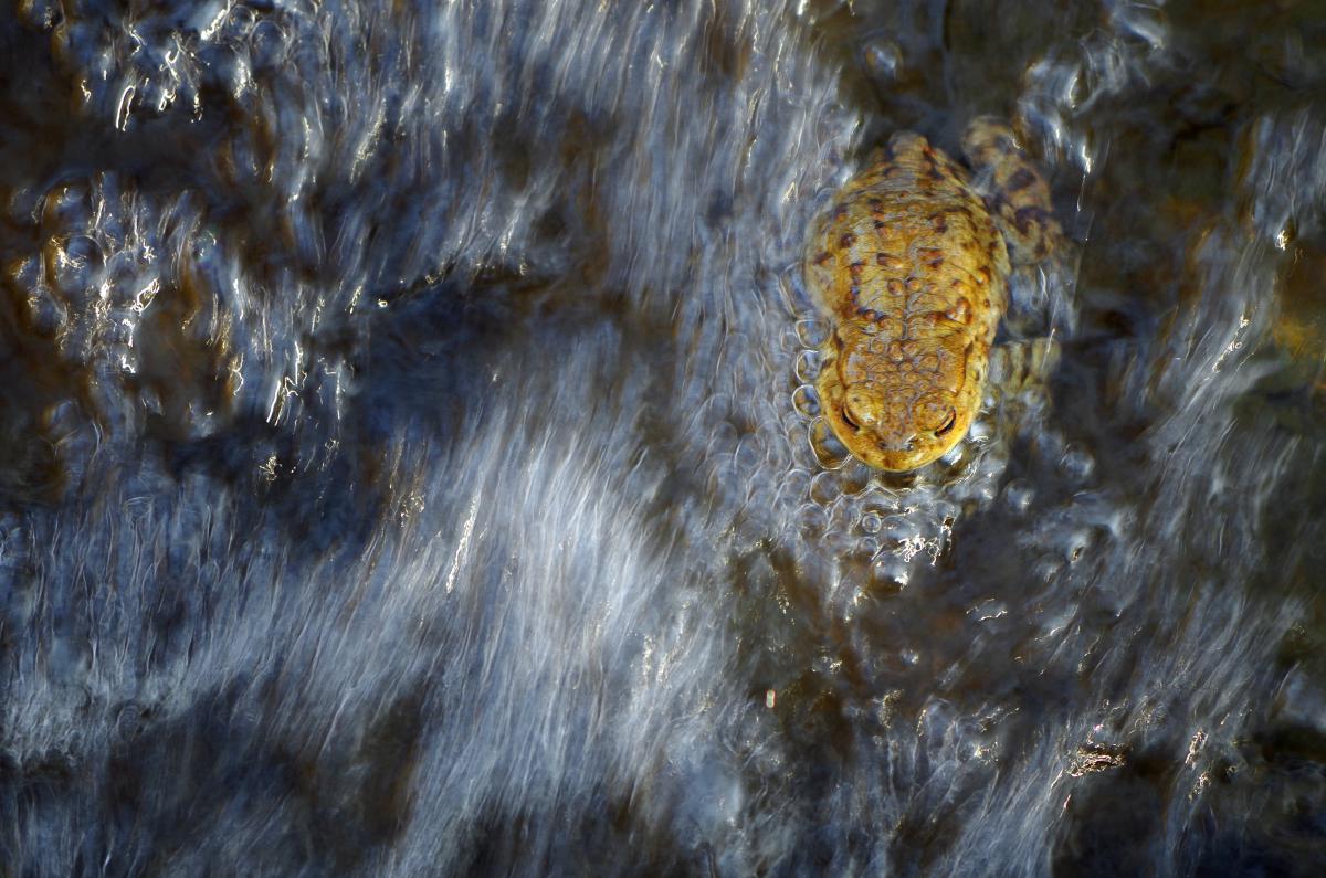 Dr. Farkas Alexandra