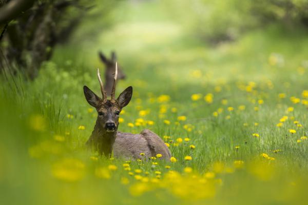 Virágzó szőnyegen