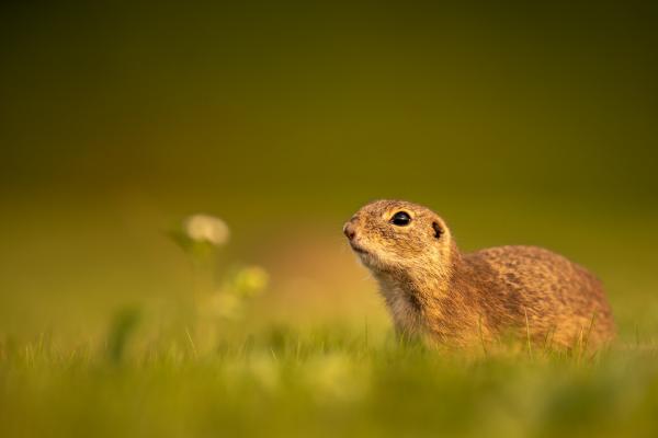 Ürge és a kis virág