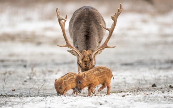 Két kicsi meg egy pasi