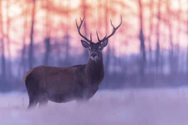 Hajnali találkozás