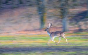 Vágta a mezőn át Vágta a mezőn át