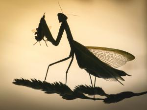 Esti vadász Esti vadász