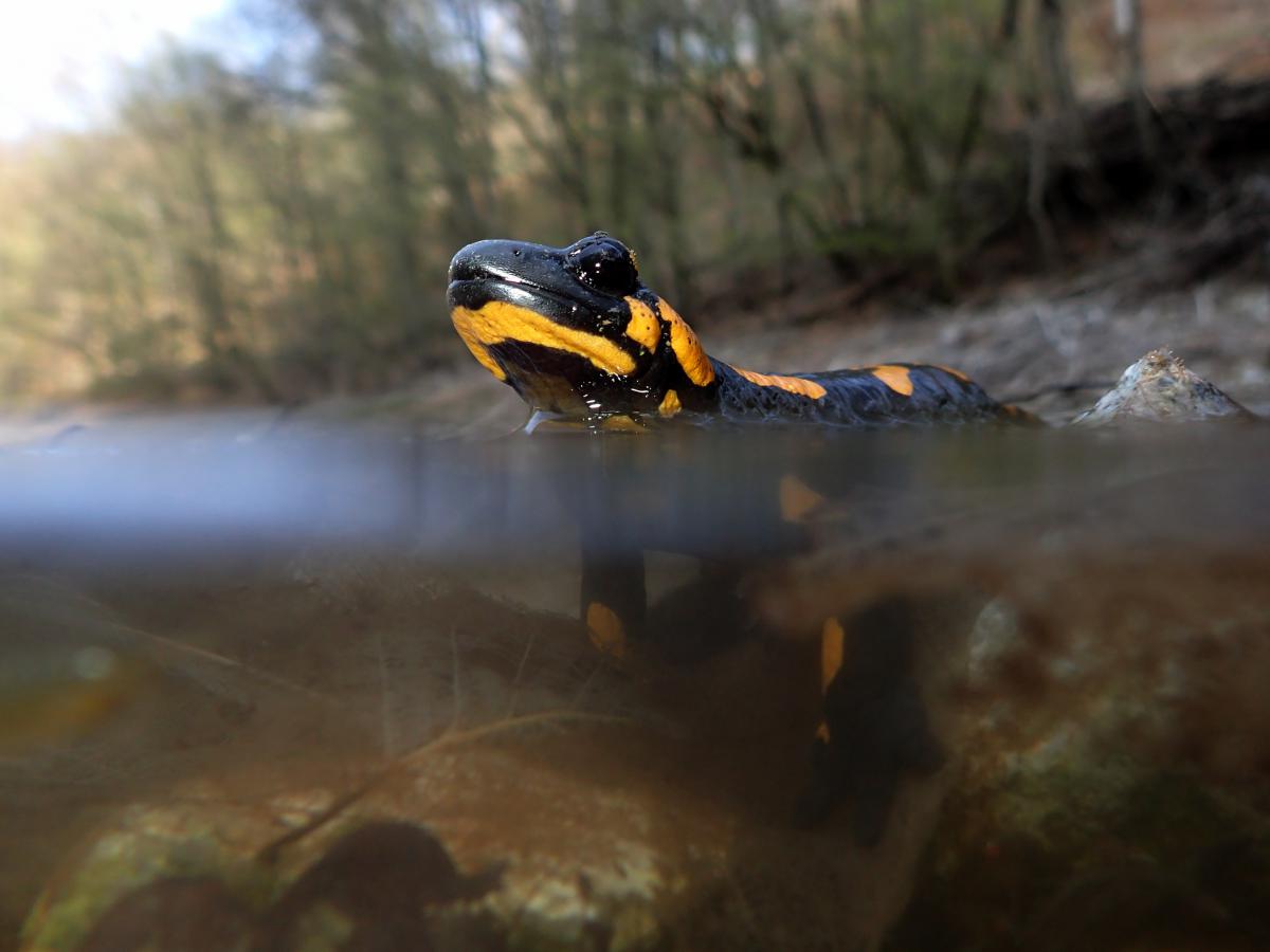 Násfayné Kőházi Mária